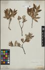 Foto von Salix lapponum L. x Salix silesiaca Willd.